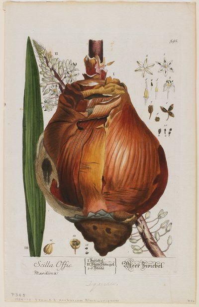 Scilla Offic, 1757-73 by Elizabeth Blackwell
